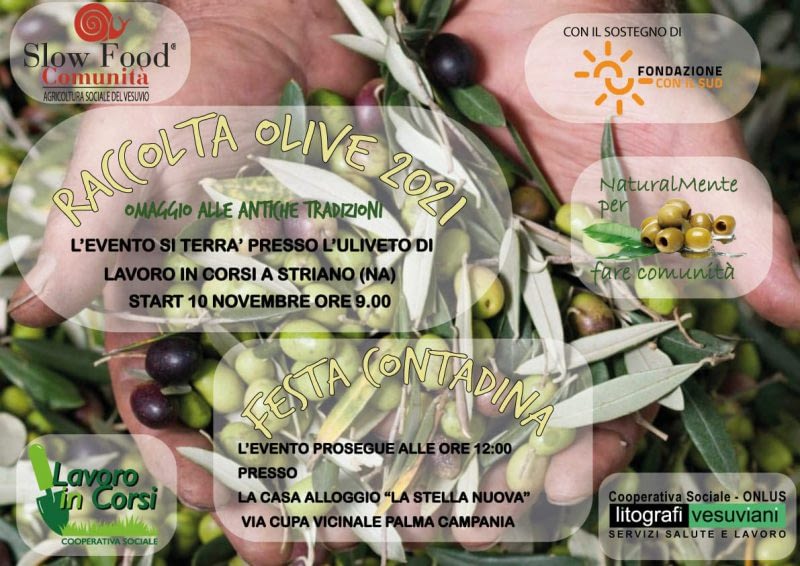 Evento: “La Raccolta delle olive” e “Festa Contadina” 10 Novembre 2021
